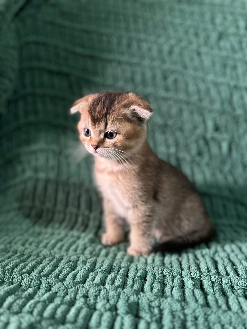 Котята золотая шиншилла