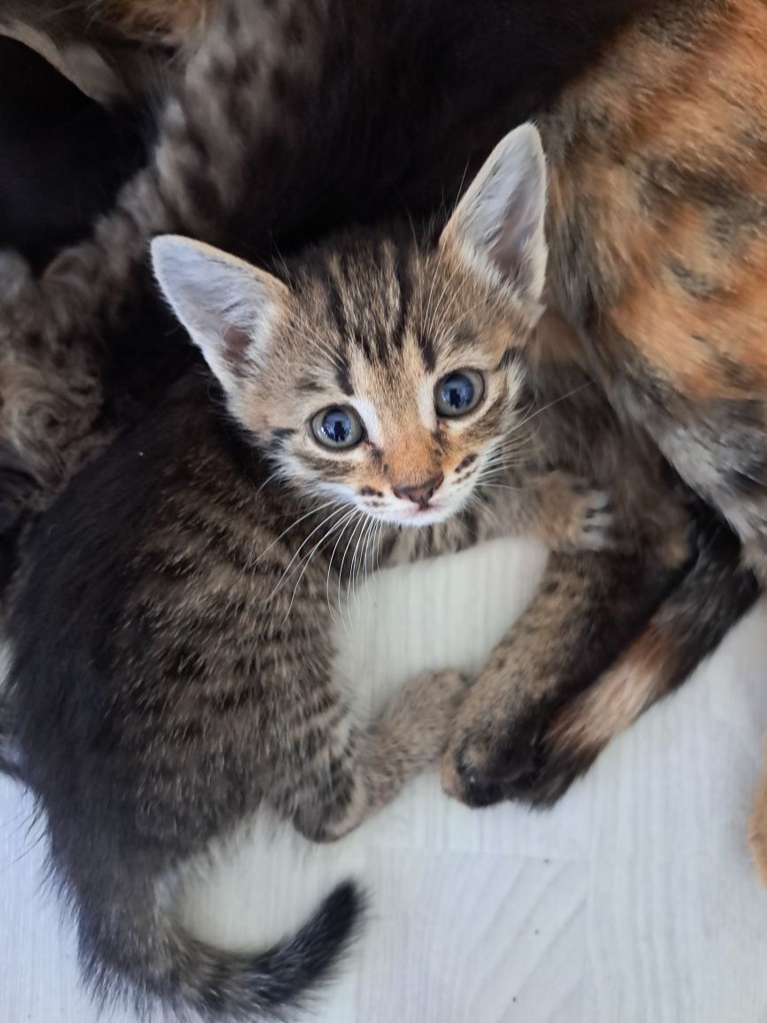 Котята кошки мысык