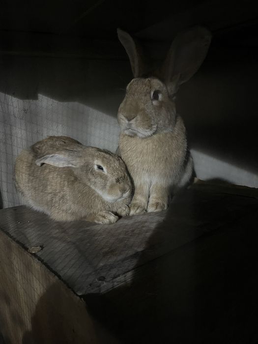 Burgund quyon sotiladi velikan chachishkan