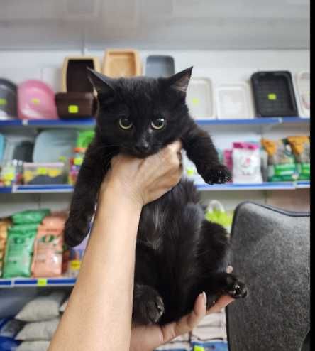 Котенок девочка,  очередной подкидыш!