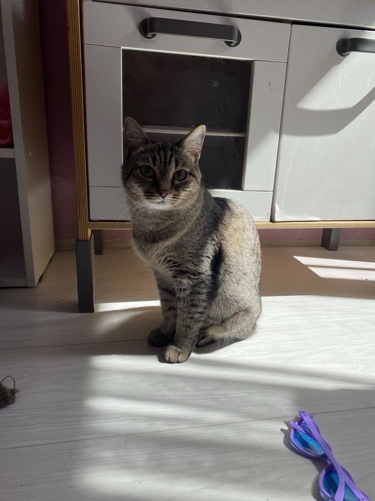 Кошечка ищет дом