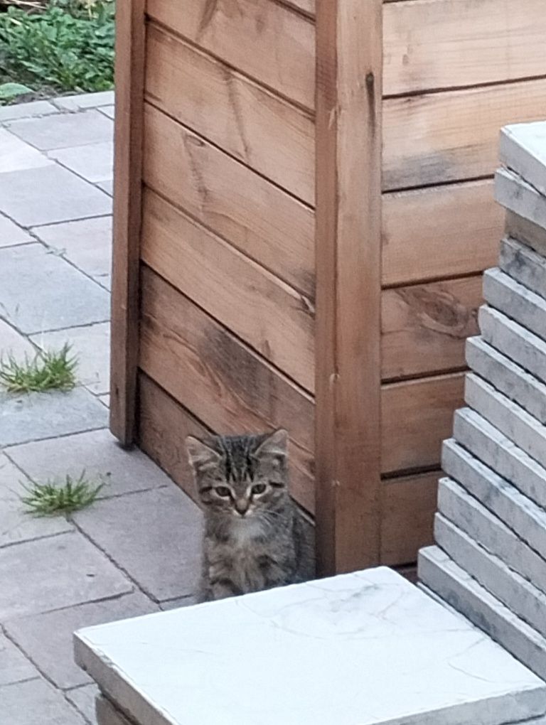 Отдам умных, красивых котят