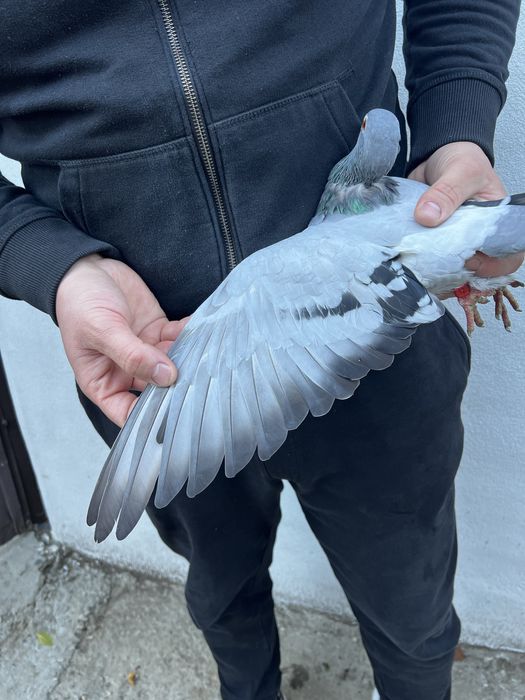 Femelă 2022 Gaby Vandenabeele