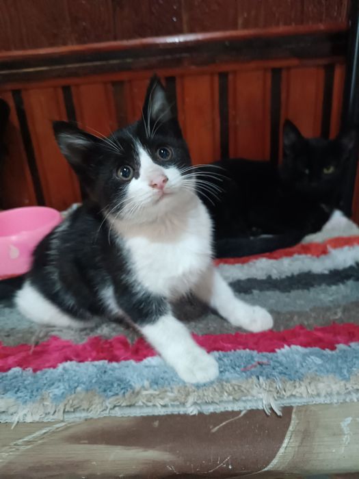 Красивый котенок