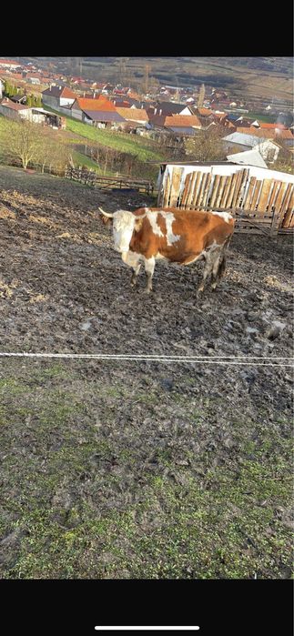 Vaci cu vitei de vanzare