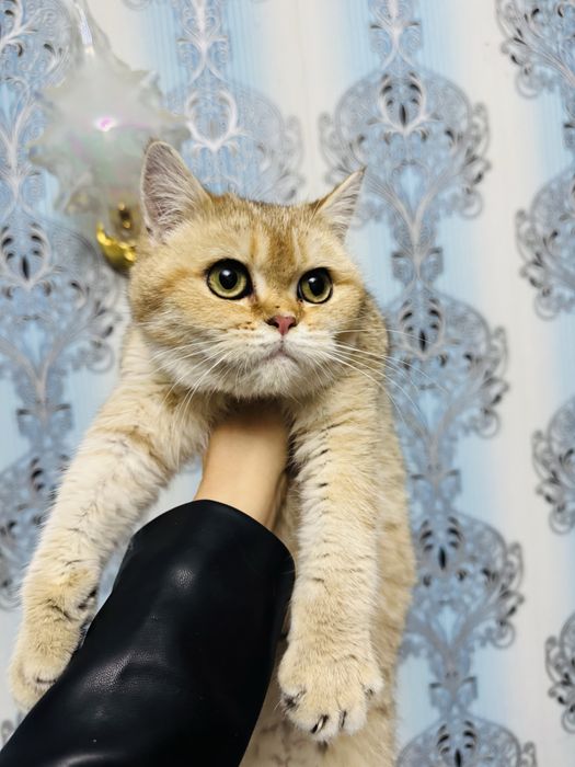 Продается котенок мальчик шиншила золото