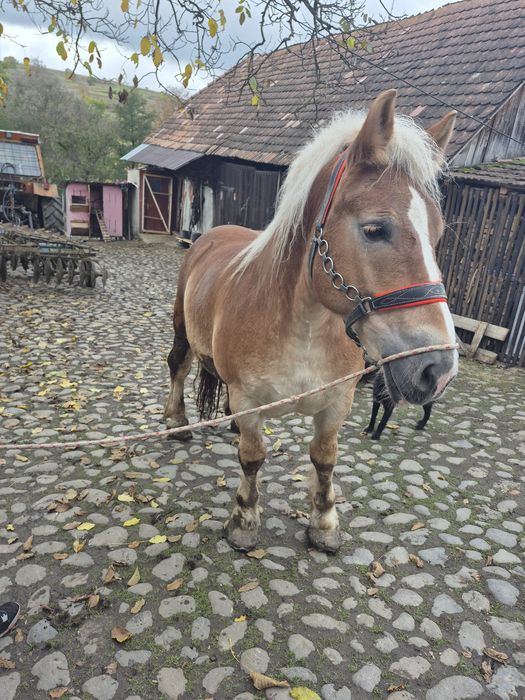 De vânzare cal castrat