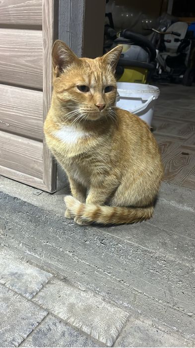 Отдам рыжего кота