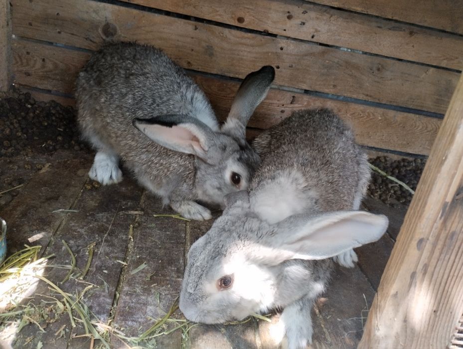 Продам крольчих!