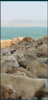 кой кои   Баран Кой токтушки  Все виды овцы бараны токтушки продаётся.