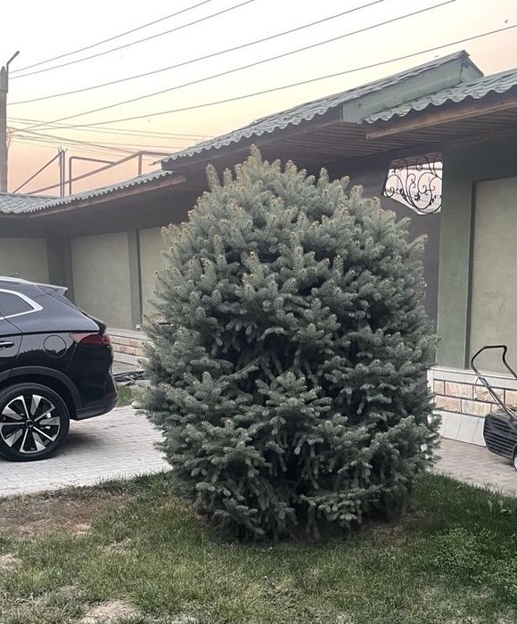 Голубые Ель, Арча живые 4-шт свои