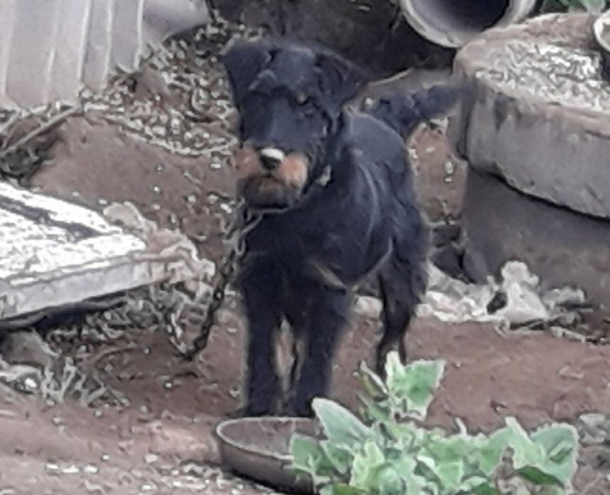 Продам щенков Ягтерьер кобель 40 тыс.сука35тыс.