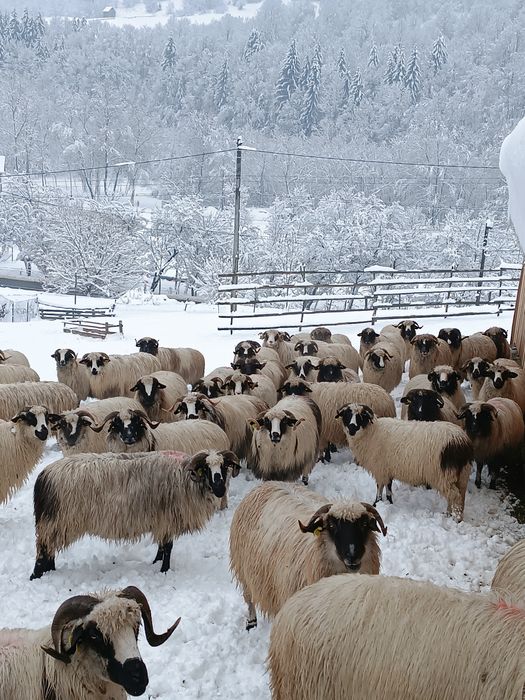 Vând oi mai multe detalii la telefon