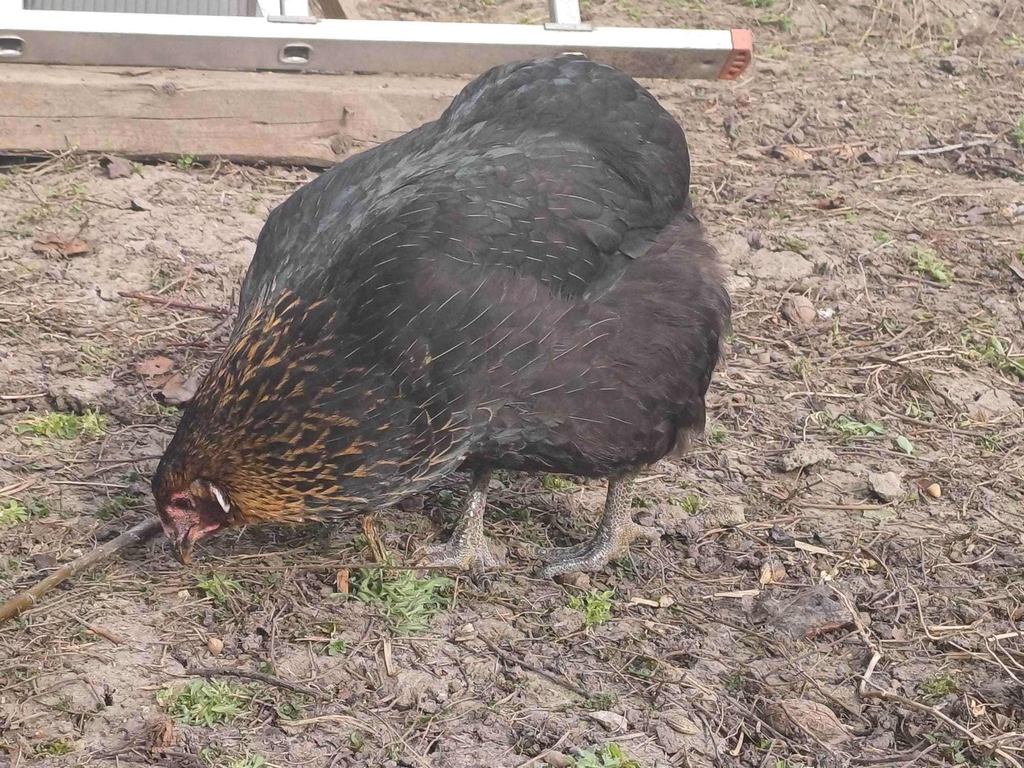 Vând oua verzi de la gaini rasa Araucana