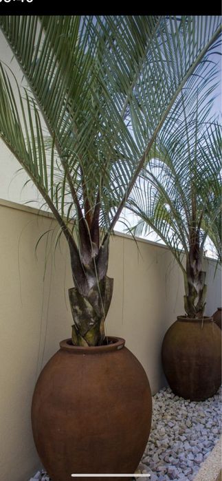 Fenix /yuca/cycas/plante