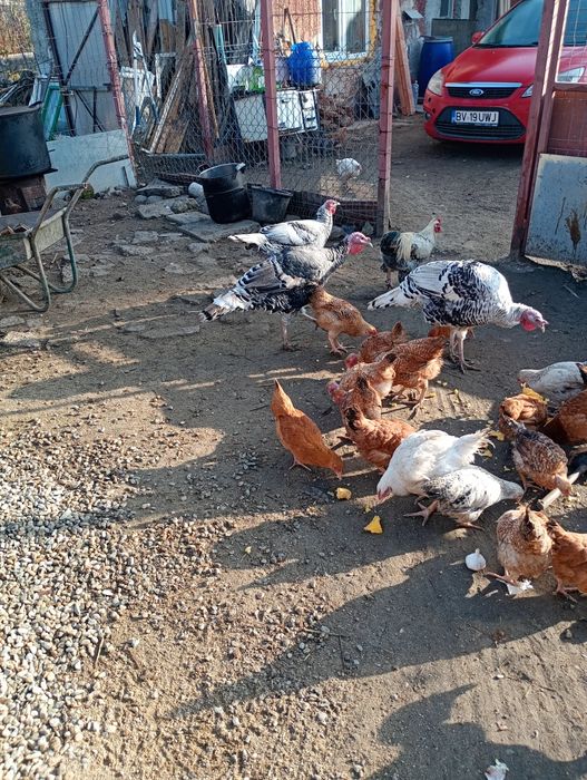 Vând o pereche de curci  de anul asta la 450de lei perchea