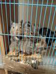 Donez veverite degu