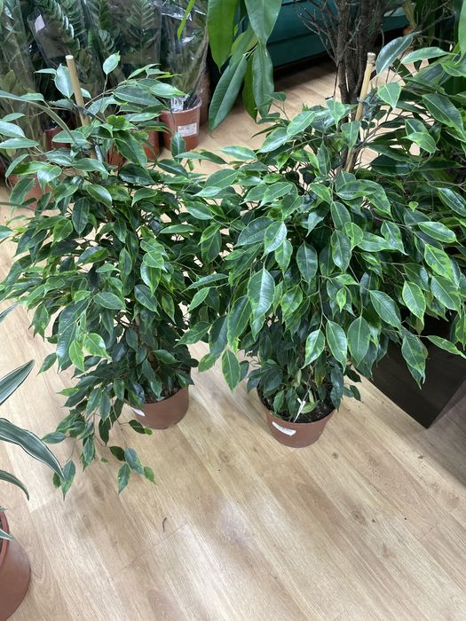 Фикус семейное дерево