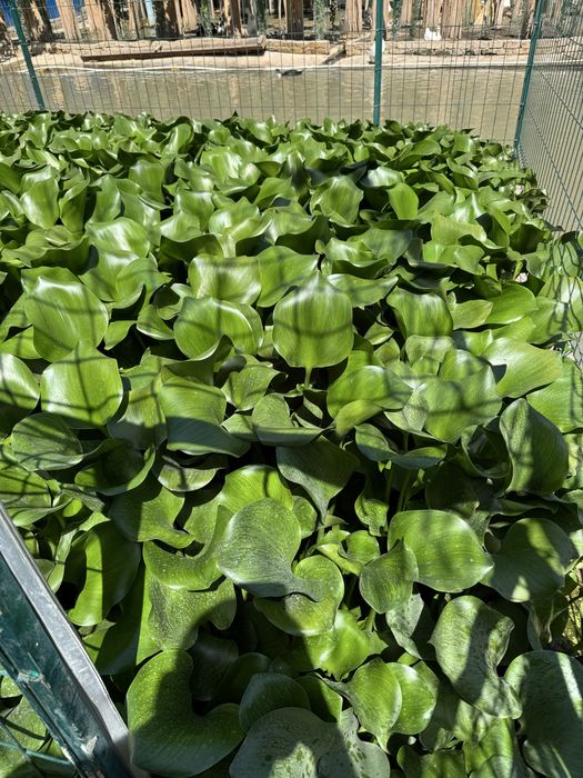 Eyxorniya guli suv havzalarida va kichik kollarda osadi