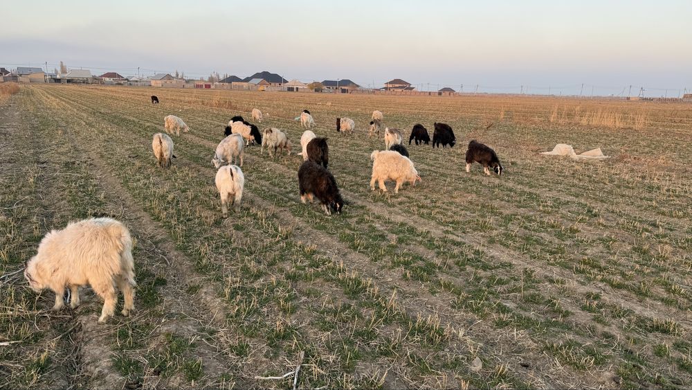Ургашы еркек Шібіштер сатылады