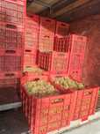 Vând struguri de vin diferite Soiuri