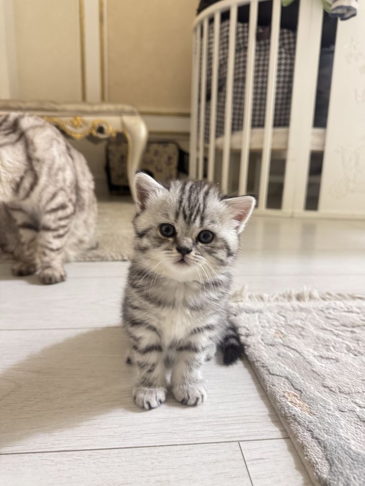 Пародистые котята