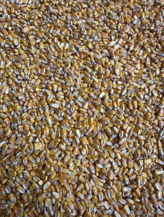 Boabe si grau de vanzare