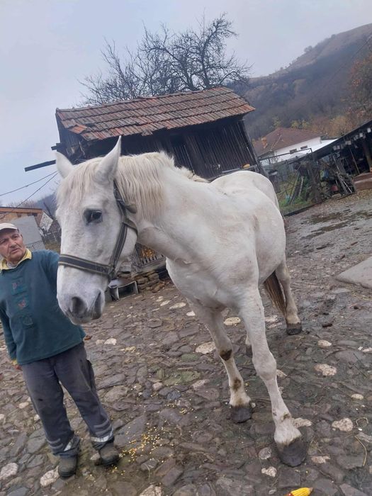 Se vinde iapă in varsta de 13 ani ,garantată la probe!!telefon(0767875