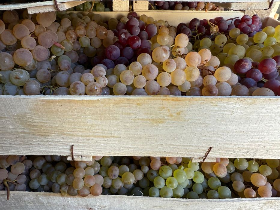 Struguri de masa ceasla