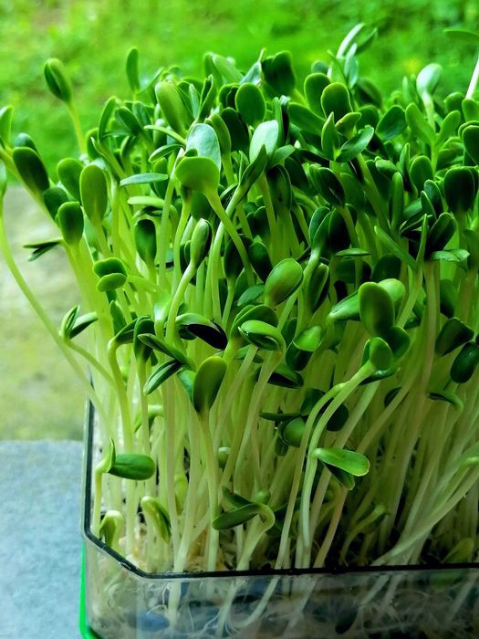 Tavite de germinat seminte pentru vlastari