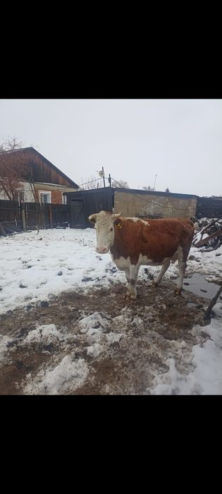 Продам дойных коров