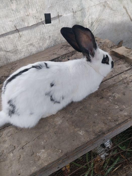 Vând femelă  fluture german și mascul uriaș de transilvania