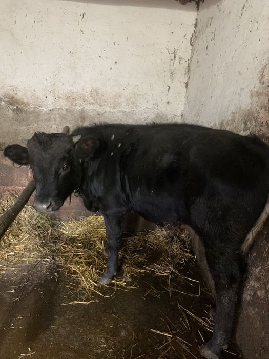 Vînd vițel bălțat