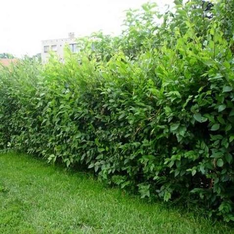 Gard viu cu crestere de 1m pe an. Verde iarna. Lemn cainesc/ ligustrum