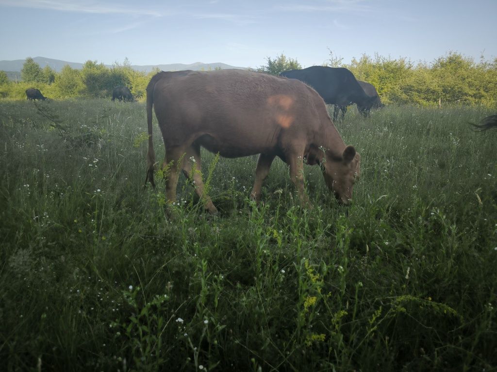 Vitele Angus si metis 1 an -1an jum