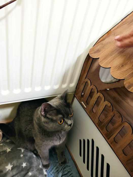 Британски котенца