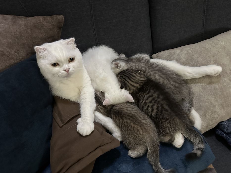 British Shorthair White