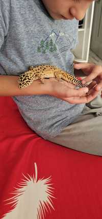 2 gecko leopard maturi