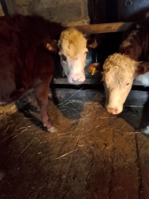 Продам тëлок породы Герефод!