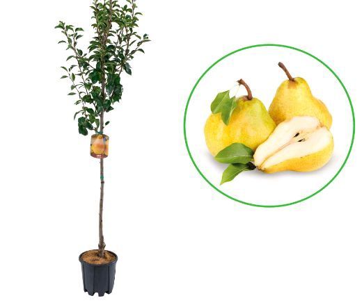 Pomi fructiferi La Ghiveci (Păr )