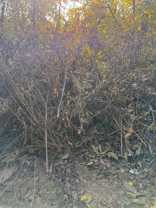 Tekinga otin bor текинга утин бор