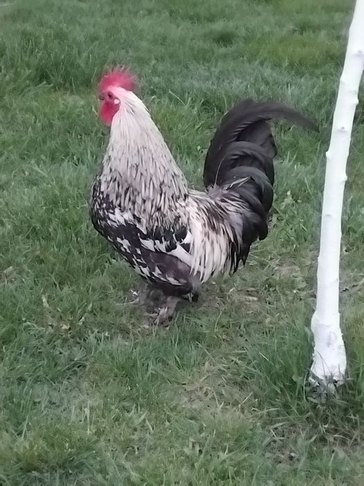 De vânzare. Pereche americană