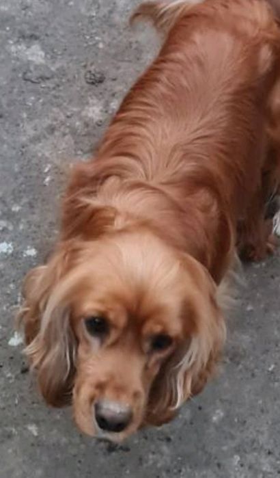 Кокер шпаньол - кученца