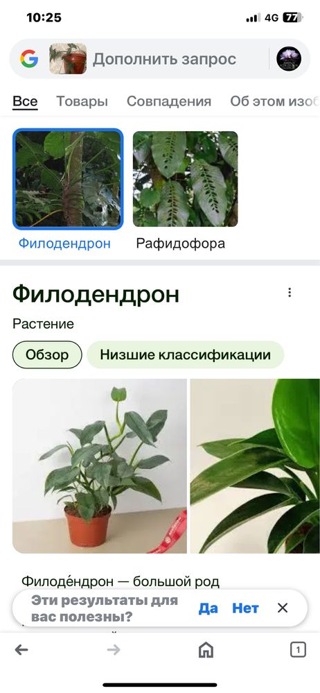 Комнатные цветы