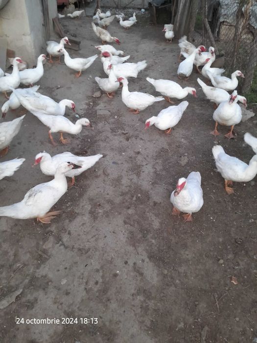De vanzare Rațe  lesesti