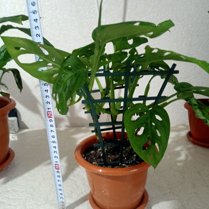 Продам комнатные растения