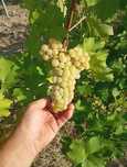Struguri de vin albi si negri Feteasca Muscat Ottonel Riesling Merlot