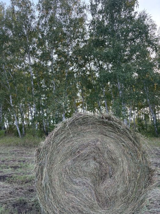 Сено в руллонах разнотравье