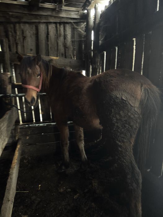 Продам согым тай кобылка