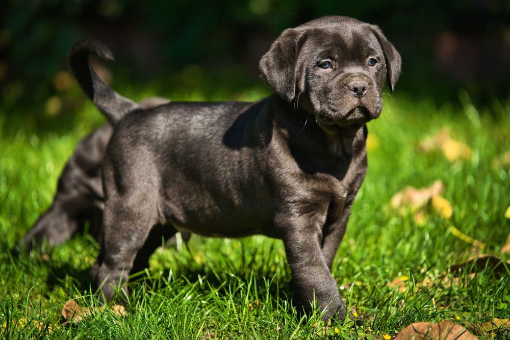 Кученца Кане Корсо Куче Cane Corso